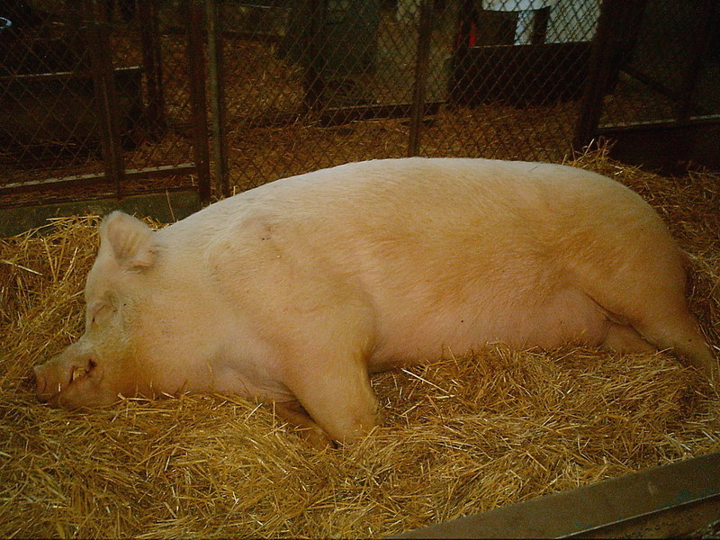 Giant Pig; DISPLAY FULL IMAGE.