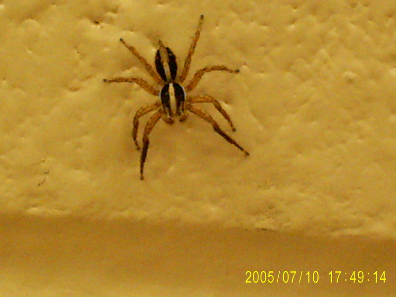 spider; DISPLAY FULL IMAGE.