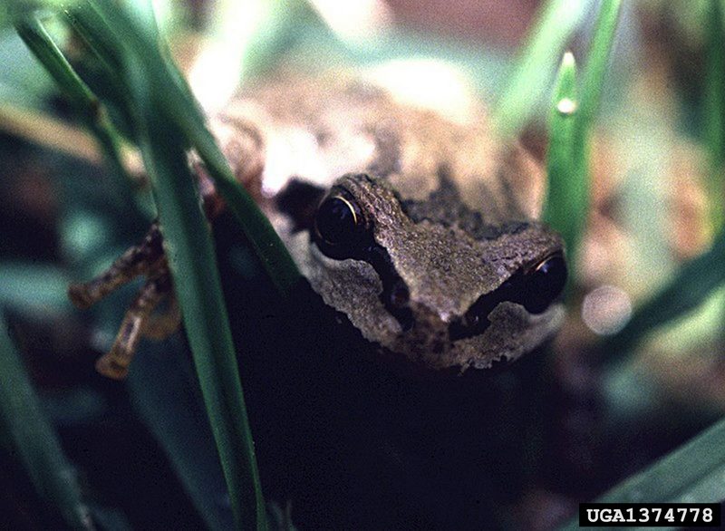 Pacific Treefrog (Pseudacris regilla) {!--(북미)태평양청개구리-->; DISPLAY FULL IMAGE.