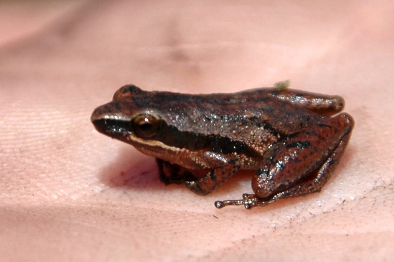 Little Grass Frog (Pseudacris ocularis) {!--(북미)풀청개구리-->; DISPLAY FULL IMAGE.