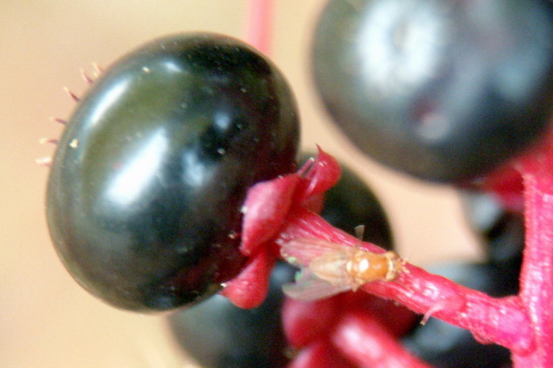 Drosophila sp. (Fruit fly) {!--초파리-->; DISPLAY FULL IMAGE.