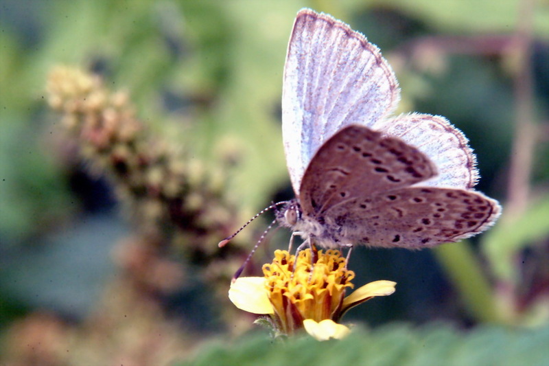 Pseudozizeeria maha (Pale Grass Blue Butterfly) {!--남방부전나비-->; DISPLAY FULL IMAGE.