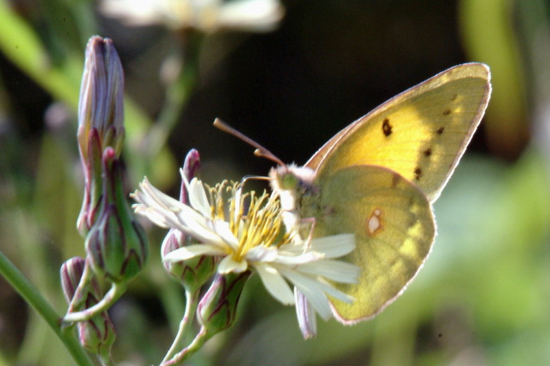 Colias erate (Eastern Pale Clouded Yellow) {!--노랑나비-->; DISPLAY FULL IMAGE.