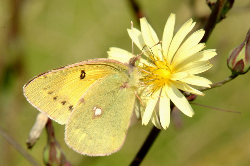 Colias erate (Eastern Pale Clouded Yellow) {!--노랑나비-->; DISPLAY FULL IMAGE.