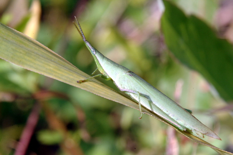 Atractomorpha lata (Smaller long-headed grasshopper) {!--섬서구메뚜기-->; DISPLAY FULL IMAGE.