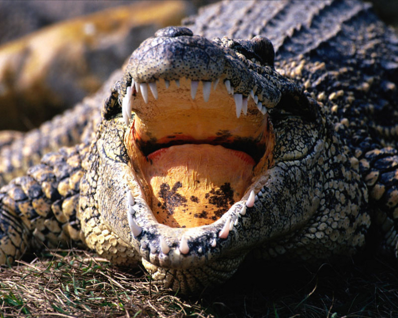 American Alligator - Alligator mississippiensis; DISPLAY FULL IMAGE.
