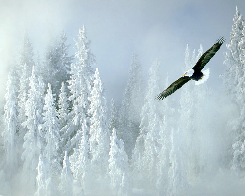 Bald Eagle and Snowy Pines; DISPLAY FULL IMAGE.