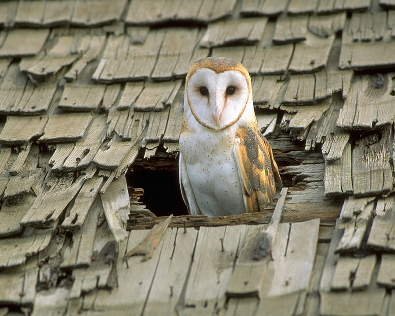 Barn Owl in Roof Hole; DISPLAY FULL IMAGE.