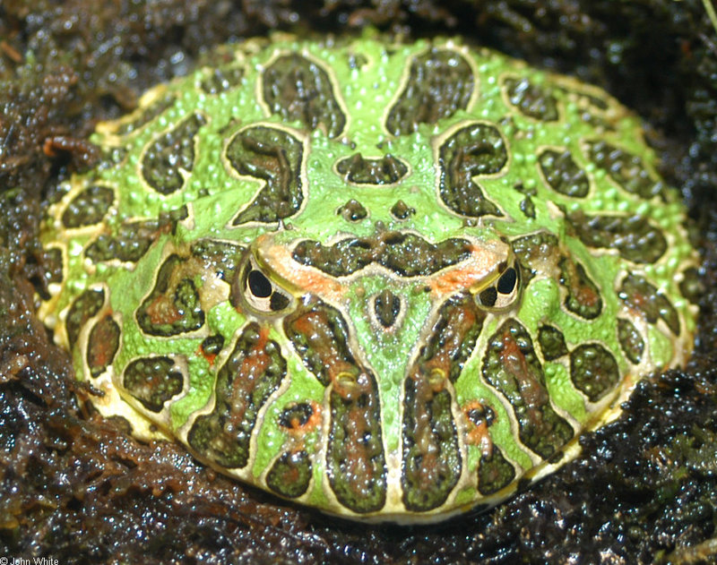 Argentinian Horned Frog (Ceratophrys ornata)042; DISPLAY FULL IMAGE.