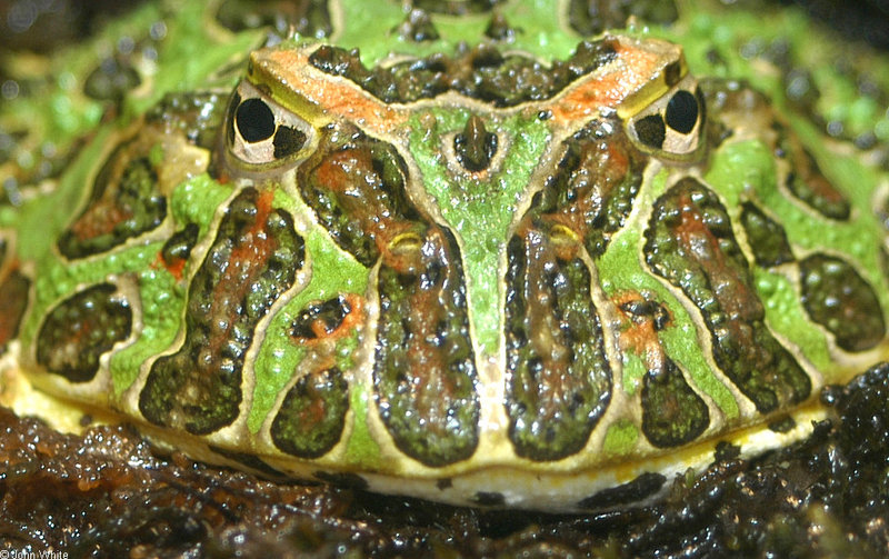 Argentinian Horned Frog (Ceratophrys ornata)043; DISPLAY FULL IMAGE.