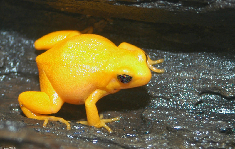Golden Mantella Frog (Mantella aurantiaca)022; DISPLAY FULL IMAGE.