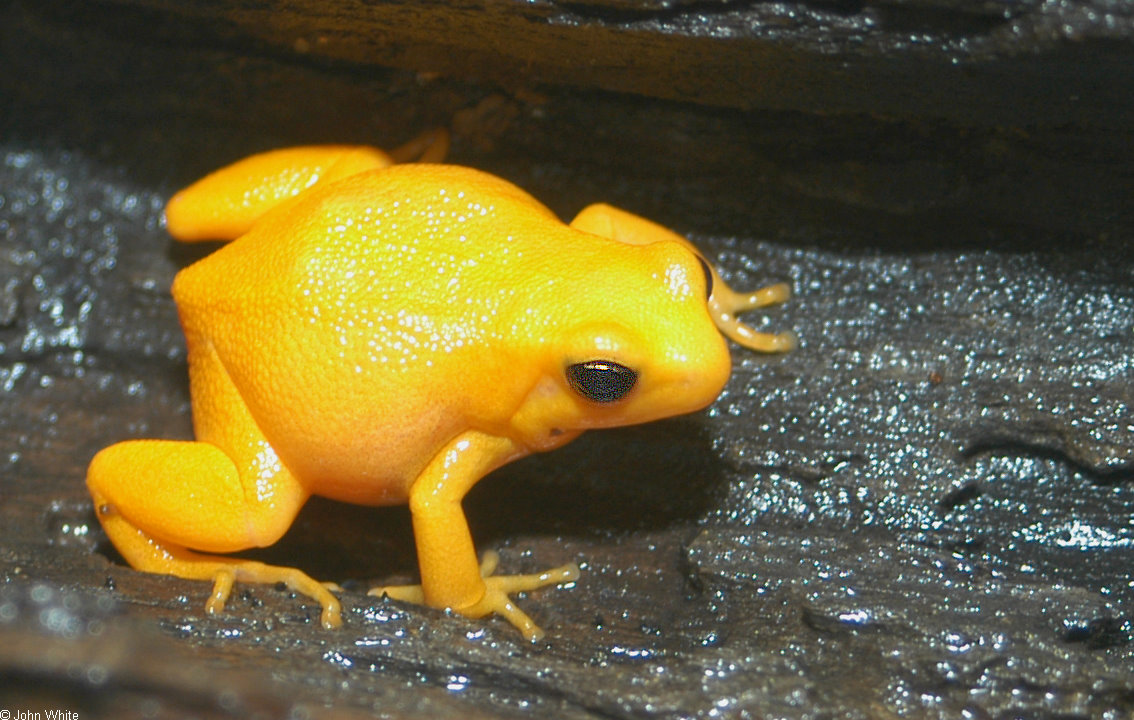Golden Mantella Frog Mantella Aurantiaca 022 Image ONLY