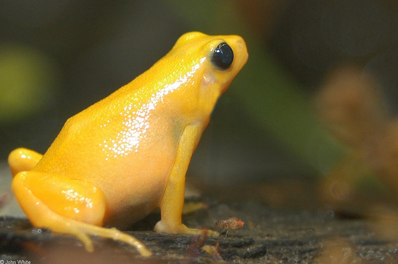 Golden Mantella Frog (Mantella aurantiaca)023; DISPLAY FULL IMAGE.