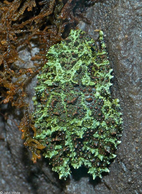 Vietnamese Mossy Frog (Theloderma corticale); Image ONLY