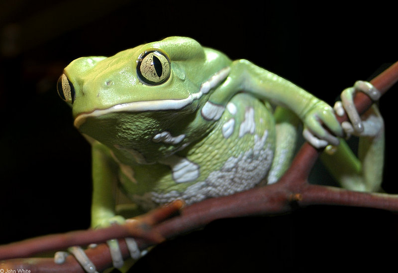 Waxy Monkey Frog (Phyllomedusa sauvagii); DISPLAY FULL IMAGE.
