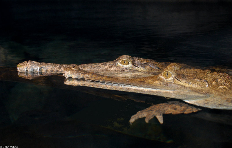 Johnston's Crocodile (Crocodylus johnstoni); DISPLAY FULL IMAGE.