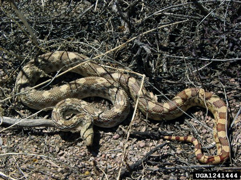Gopher Snake (Pituophis catenifer) {!--황소뱀-->; DISPLAY FULL IMAGE.