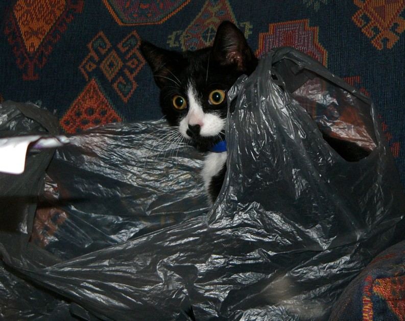 Dickey in plastic 3; DISPLAY FULL IMAGE.