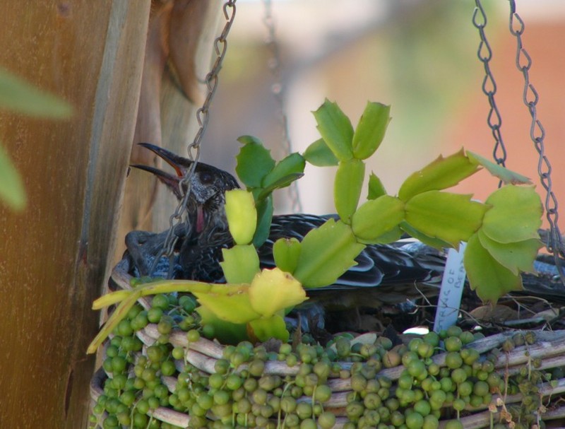 basket case bird (Red Wattled Honeyeater); DISPLAY FULL IMAGE.