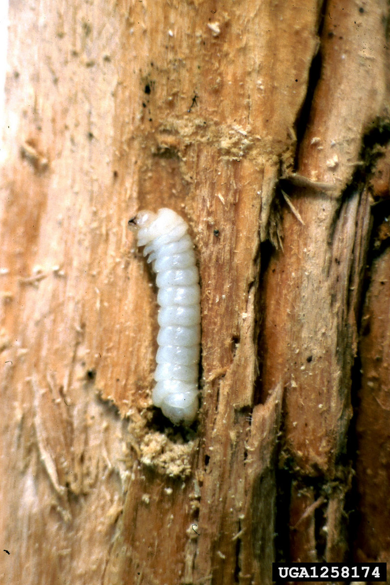 giant wood wasp (Urocerus gigas) larva {!--잣나무송곳벌 애벌레-->; DISPLAY FULL IMAGE.