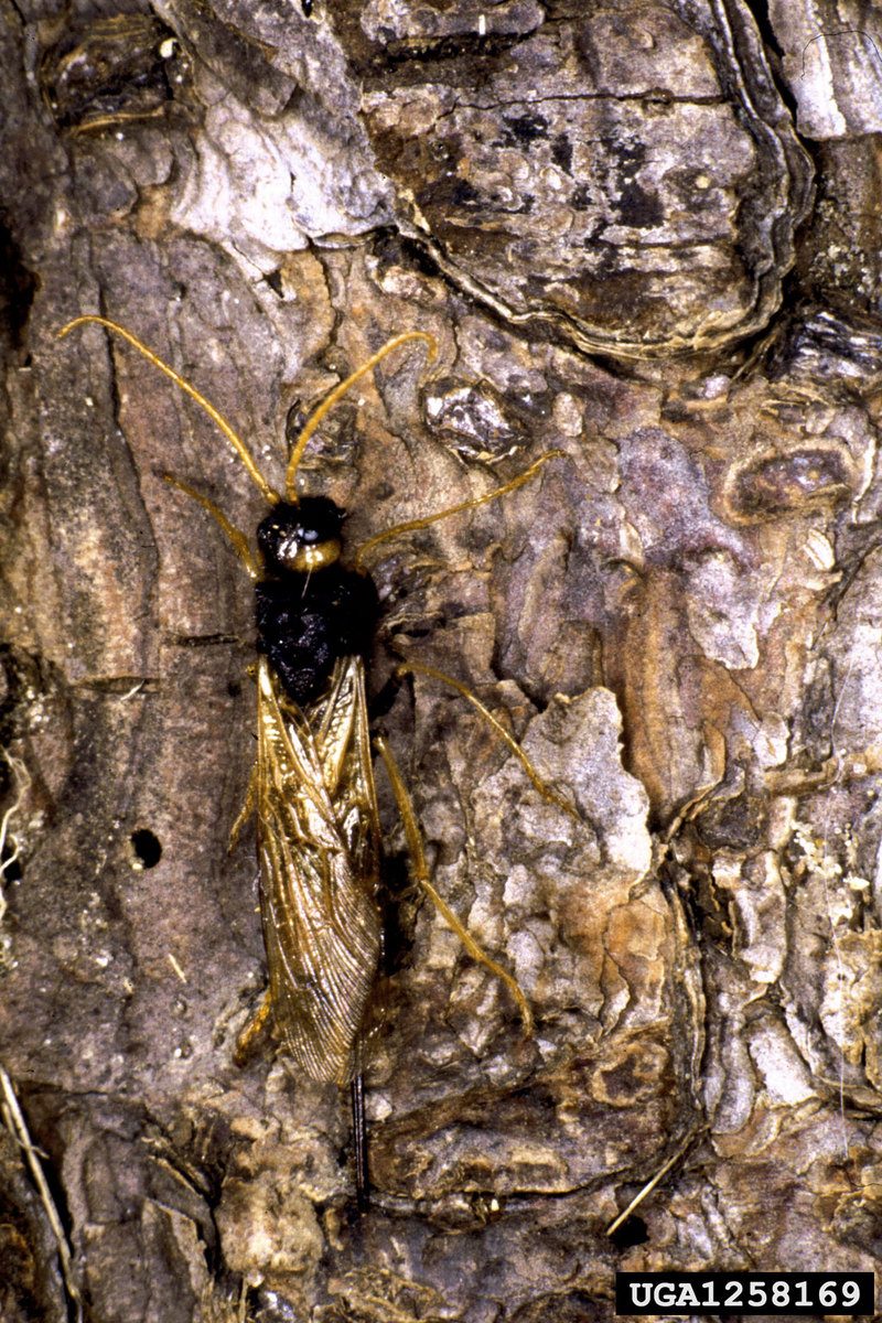 giant wood wasp (Urocerus gigas) {!--잣나무송곳벌-->; DISPLAY FULL IMAGE.