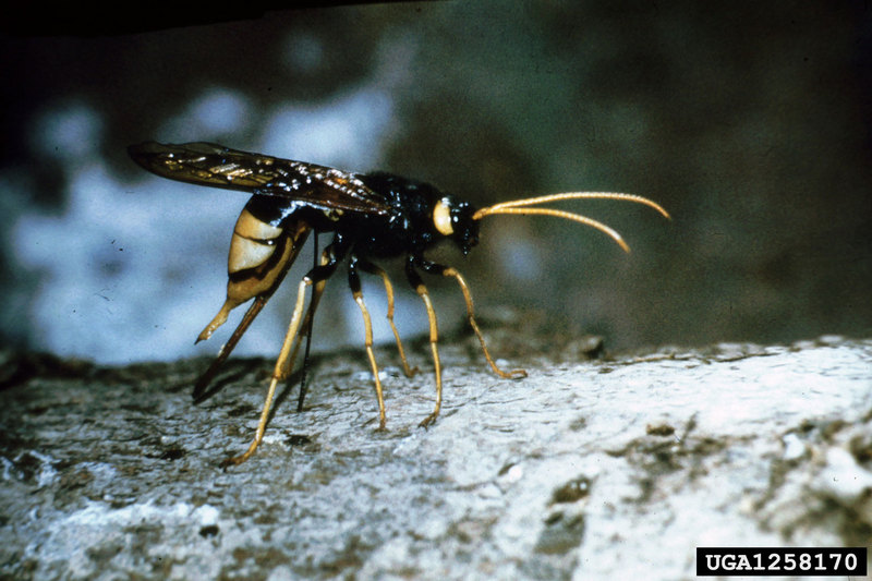 giant wood wasp (Urocerus gigas) {!--잣나무송곳벌-->; DISPLAY FULL IMAGE.