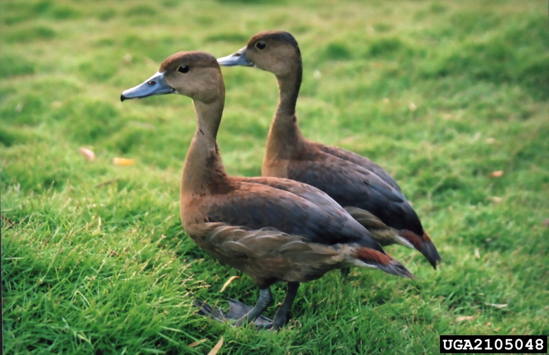 Lesser Whistling-duck (Dendrocygna javanica) {!--자바유구오리-->; DISPLAY FULL IMAGE.