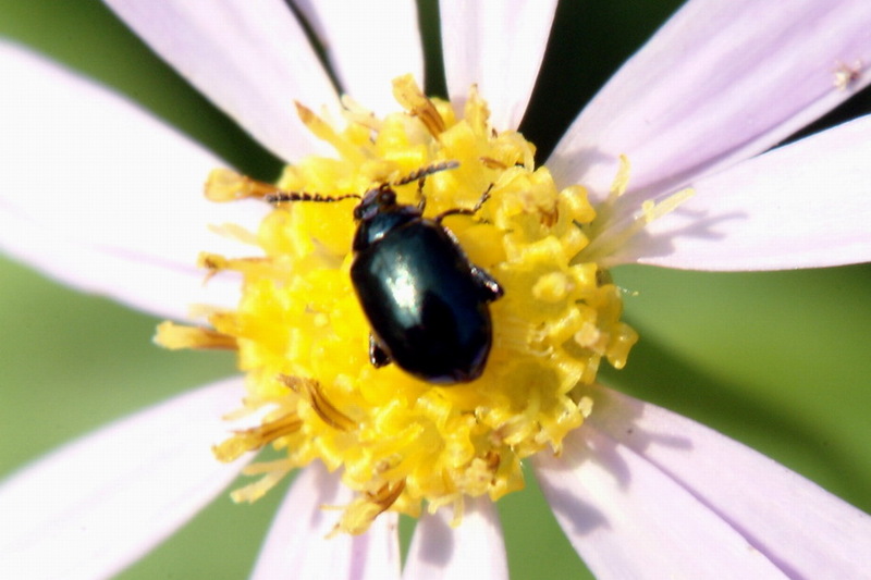 Gastrophysa atrocyanea (Leaf Beetle) {!--좀남색잎벌레-->; DISPLAY FULL IMAGE.