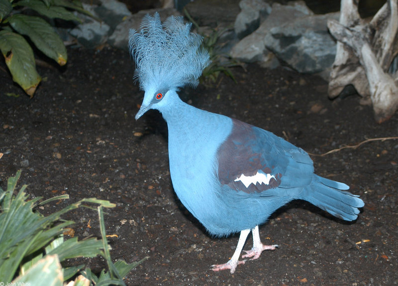 Scheepmaker's crowned pigeon (Goura scheepmakeri)2864; DISPLAY FULL IMAGE.