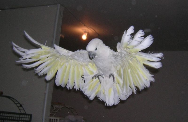 Cockatoo in flight; DISPLAY FULL IMAGE.