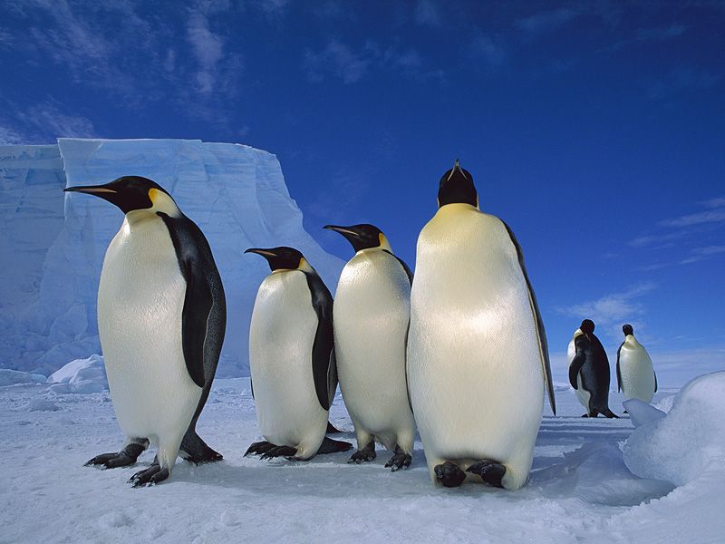 Emperor Penguins-Weddell Sea-Antarctica; DISPLAY FULL IMAGE.