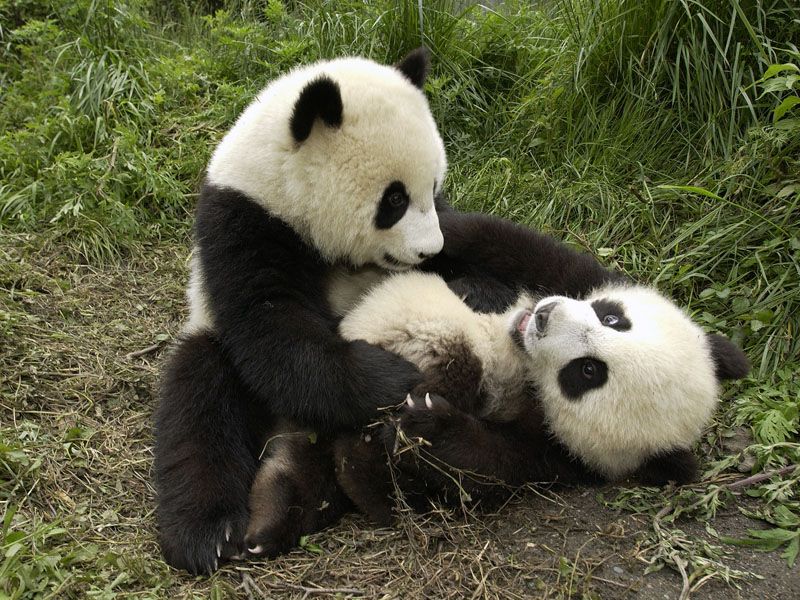 Playful Pandas; DISPLAY FULL IMAGE.