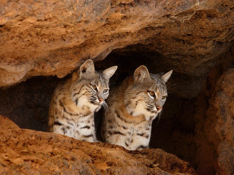 Bobcats, Tucson, Arizona; DISPLAY FULL IMAGE.