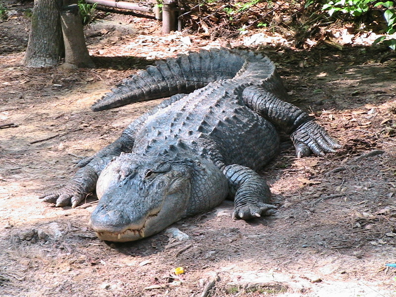 Crocodile, South Carolina; DISPLAY FULL IMAGE.