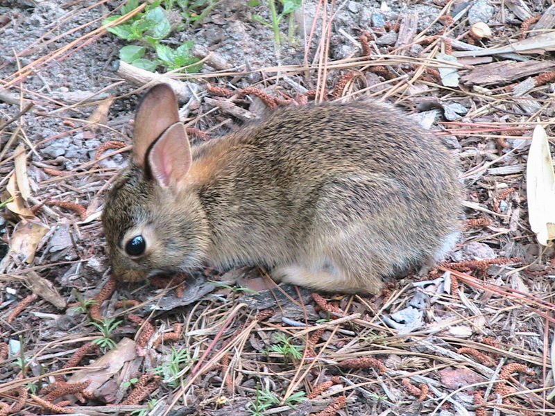 wild rabbit, South Carolina; DISPLAY FULL IMAGE.