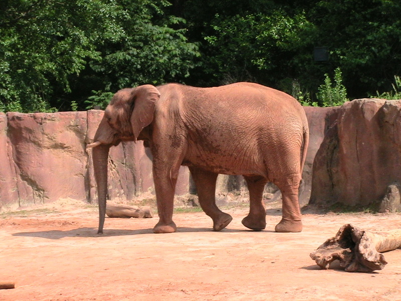 elefant, South Carolina; DISPLAY FULL IMAGE.