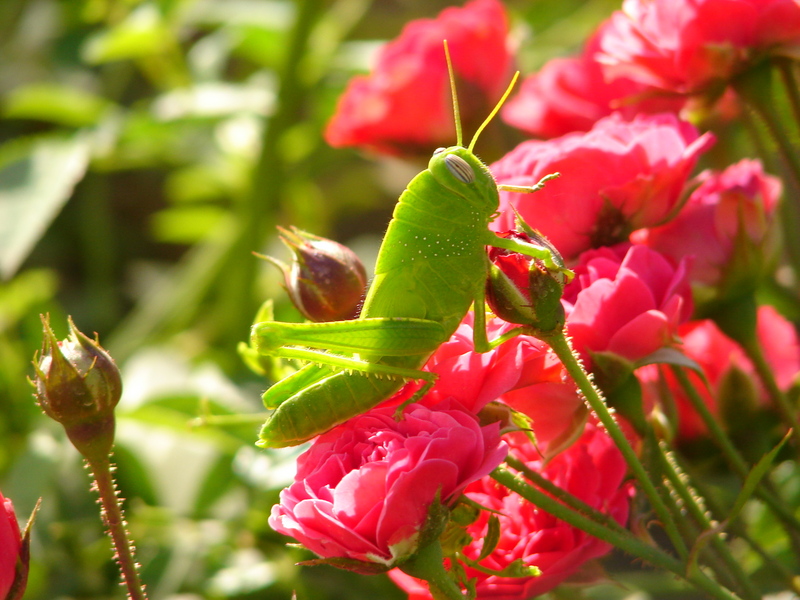 Green Grasshopper; DISPLAY FULL IMAGE.