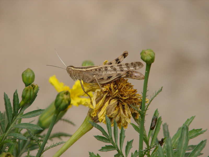 Grasshopper; DISPLAY FULL IMAGE.