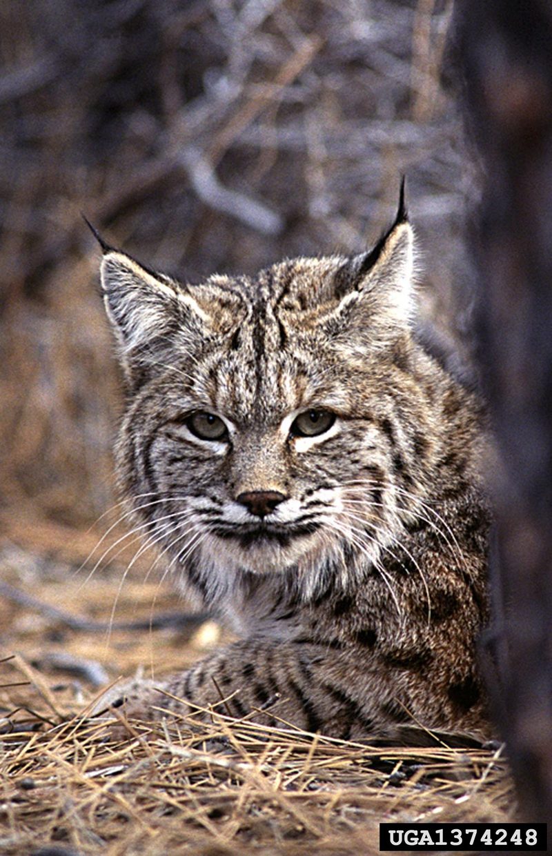 Bobcat (Lynx rufus) {!--밥캣(붉은스라소니)-->; DISPLAY FULL IMAGE.