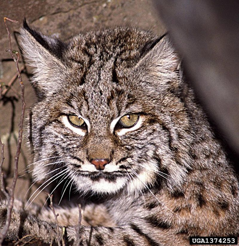 Bobcat (Lynx rufus) {!--밥캣(붉은스라소니)-->; DISPLAY FULL IMAGE.