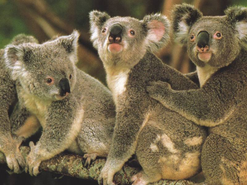 Koalas; DISPLAY FULL IMAGE.