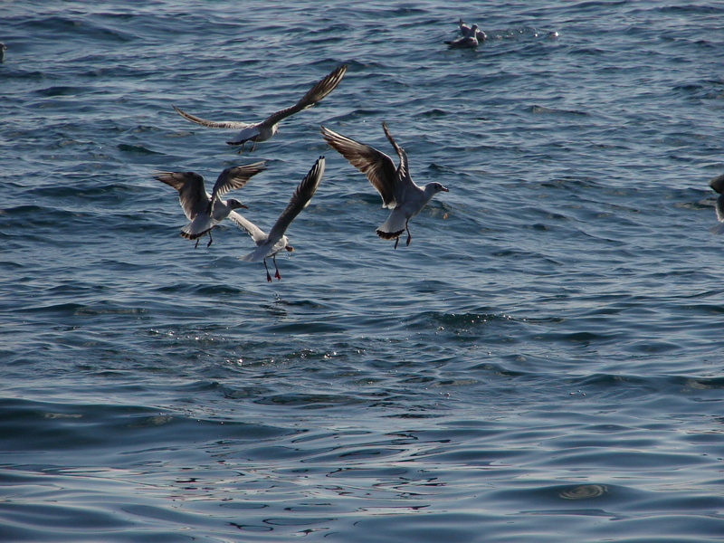 Seaguls competing for food; DISPLAY FULL IMAGE.