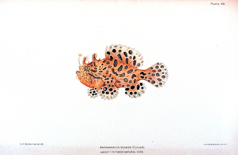 Striated Frogfish (Antennarius striatus) {!--빨간씬벵이-->; DISPLAY FULL IMAGE.