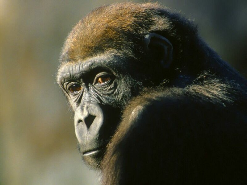 Gorilla; DISPLAY FULL IMAGE.