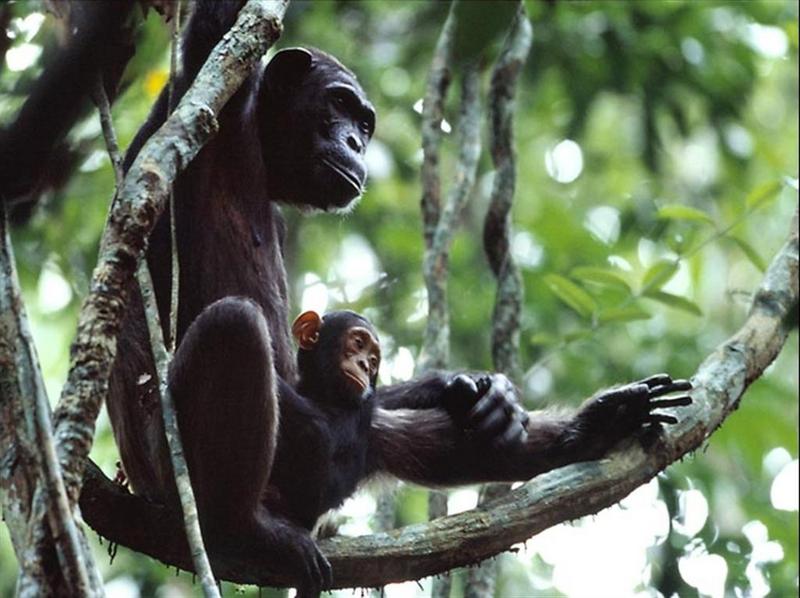 Chimpanzees; DISPLAY FULL IMAGE.