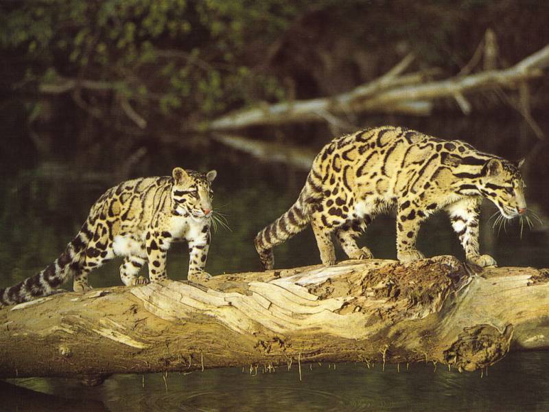 Clouded Leopards; DISPLAY FULL IMAGE.