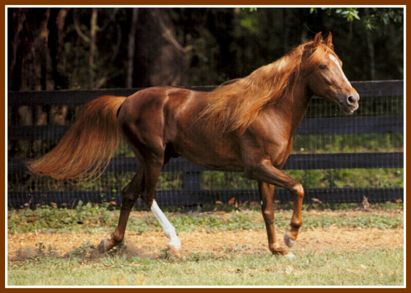 Horses (Bob Langrish); DISPLAY FULL IMAGE.