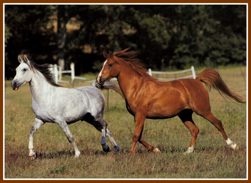 Horses (Bob Langrish); DISPLAY FULL IMAGE.