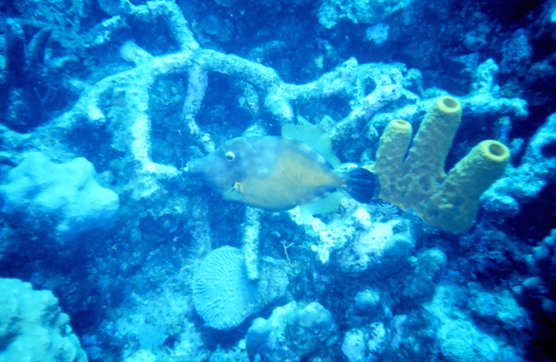 Harlequin Filefish (Oxymonacanthus longirostris) {!--노란별점쥐치-->; DISPLAY FULL IMAGE.
