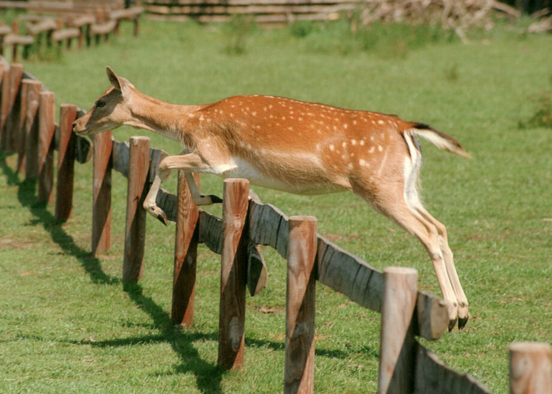 Deer jumping; DISPLAY FULL IMAGE.